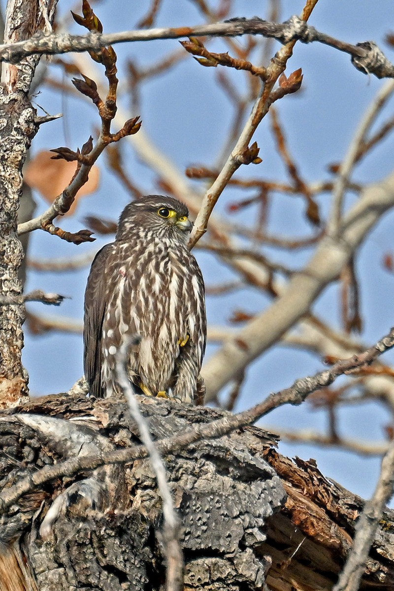 Merlin (Taiga) - ML646742124