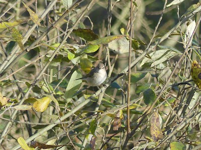 Common Chiffchaff (Siberian) - ML646742125