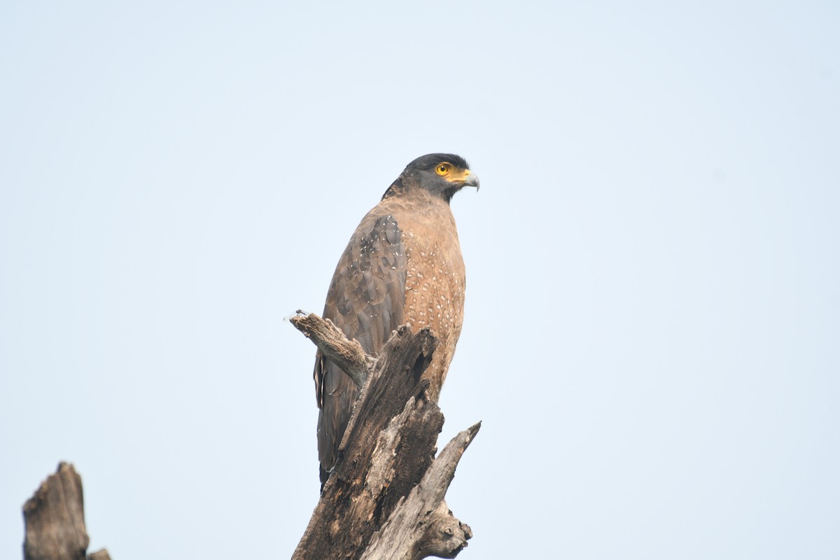 Crested Serpent-Eagle - ML646742126