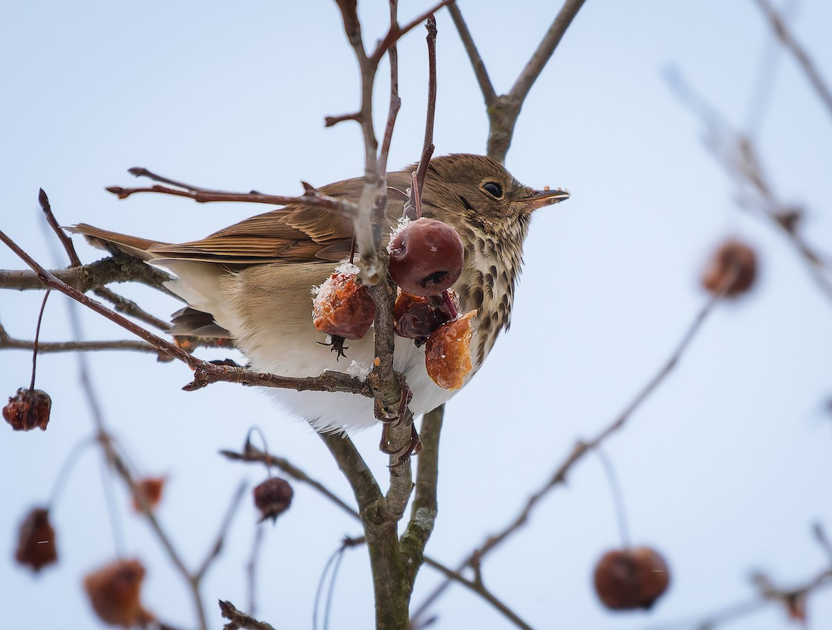קיכלי חלוד-זנב - ML646742127