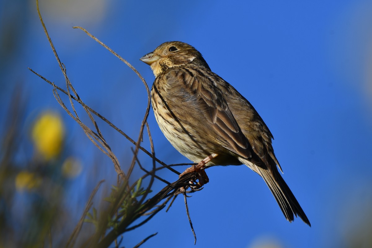 Corn Bunting - ML646742128