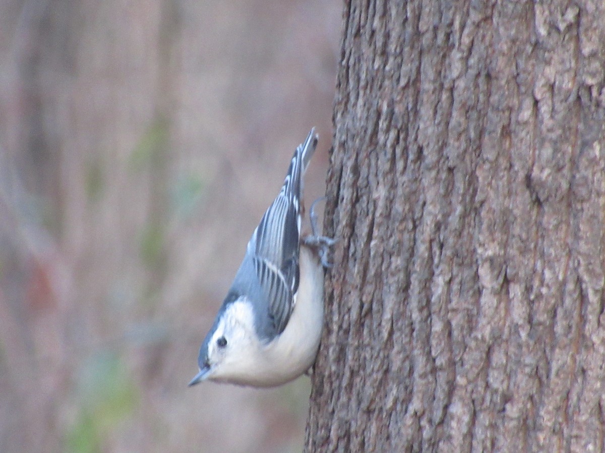 Sittelle à poitrine blanche - ML646742130