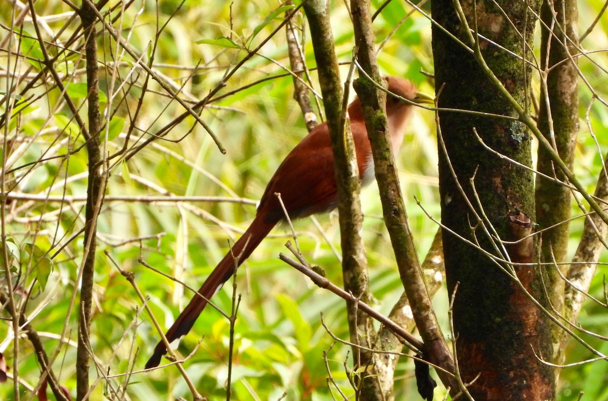 Common Squirrel-Cuckoo - ML646742131