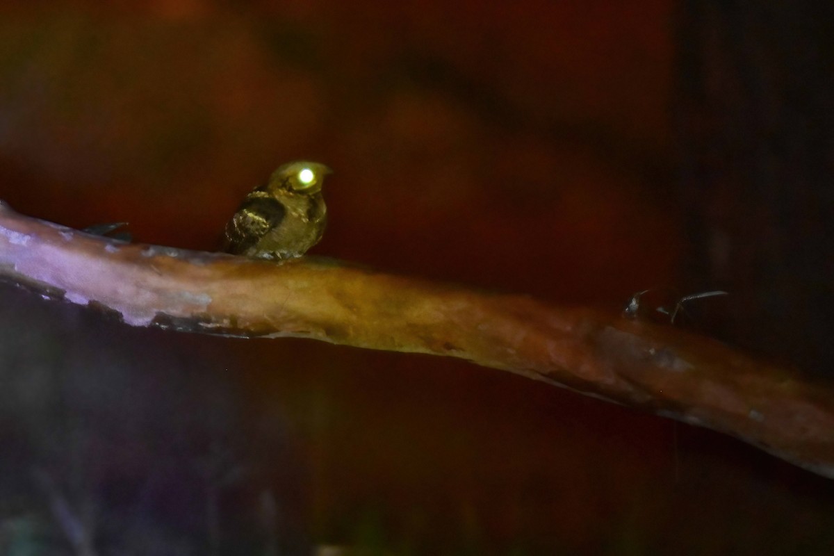 Large-tailed Nightjar - ML646742133