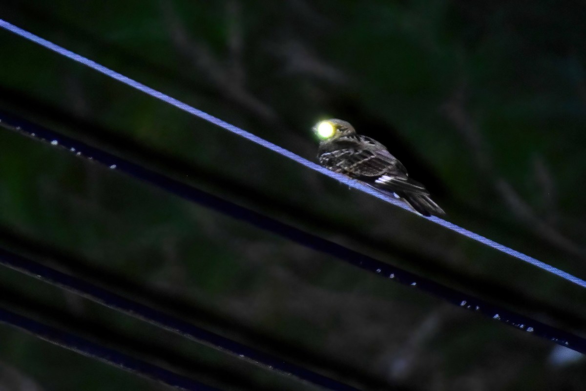 Large-tailed Nightjar - ML646742134