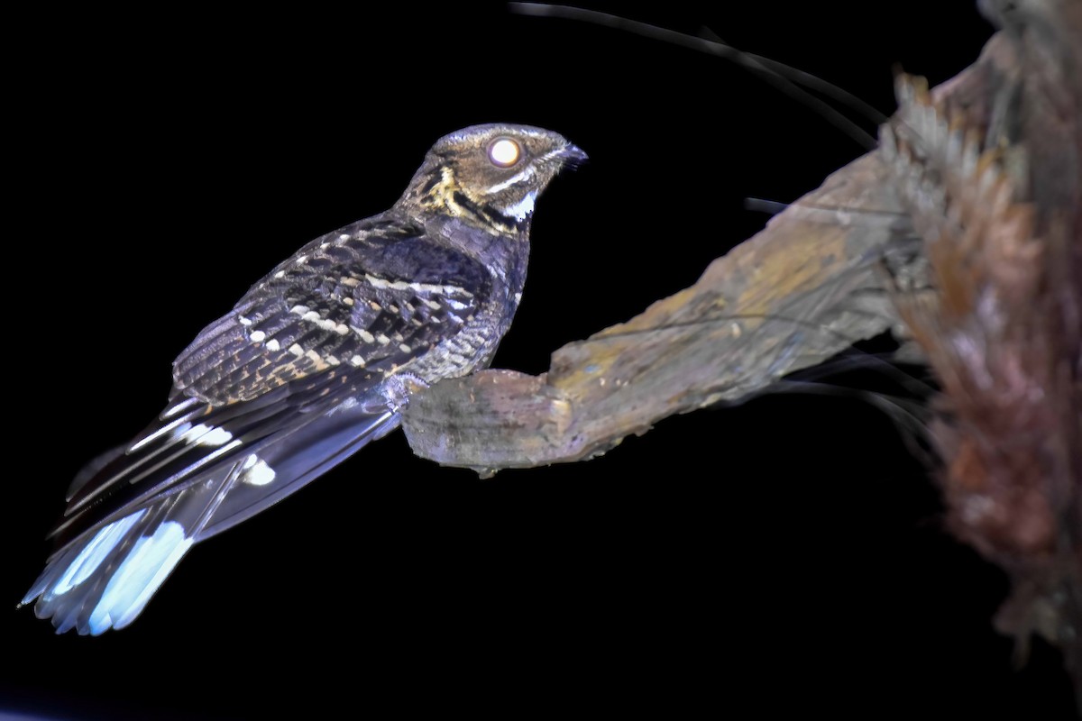 Large-tailed Nightjar - ML646742135