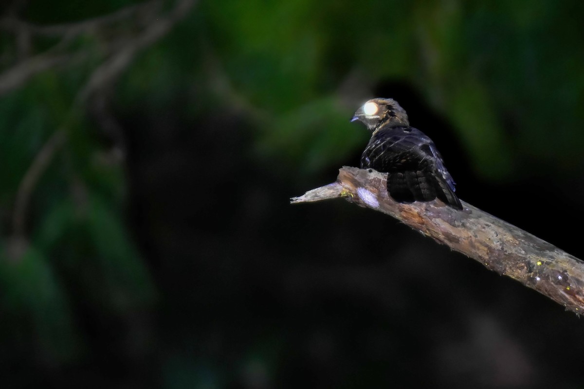 Large-tailed Nightjar - ML646742136