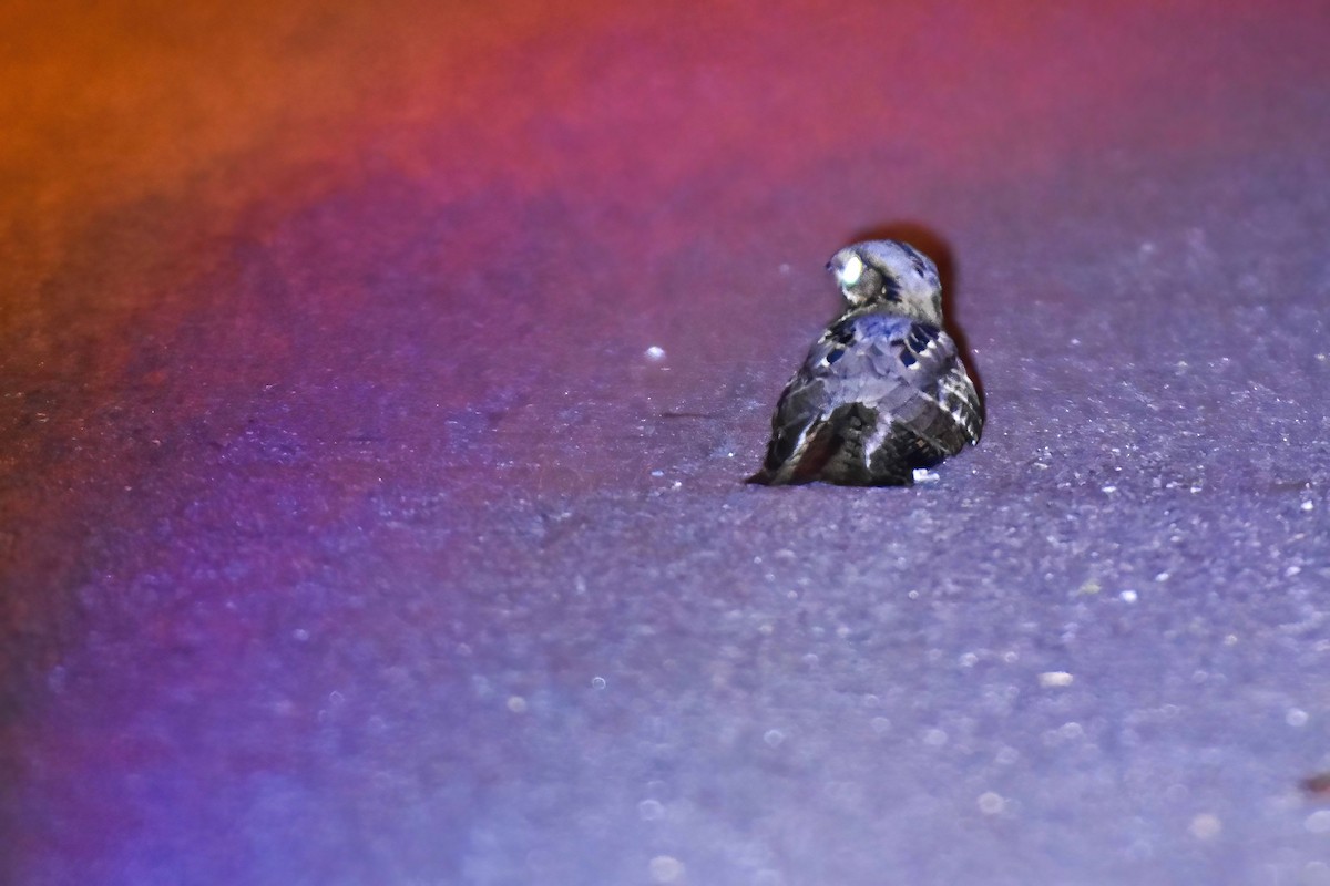 Large-tailed Nightjar - ML646742137