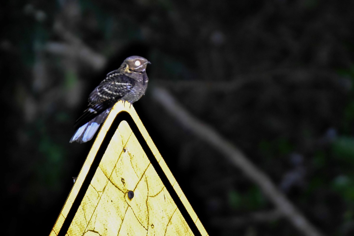 Large-tailed Nightjar - ML646742138