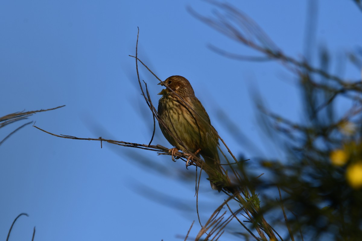 Corn Bunting - ML646742139