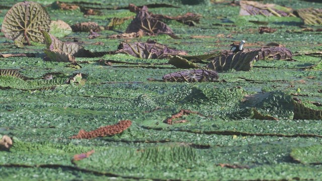 ז'קנה זנבתנית - ML646742144