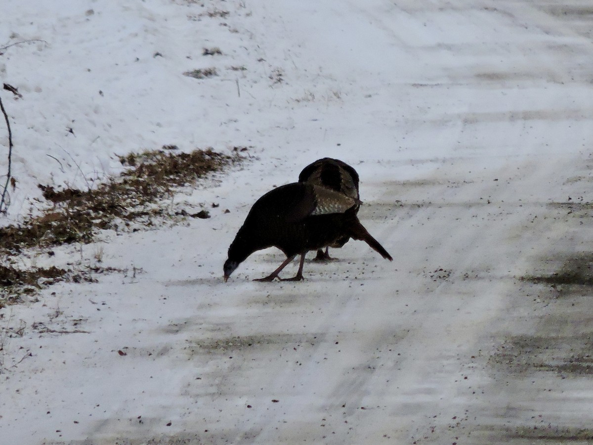 Truthuhn - ML646742149