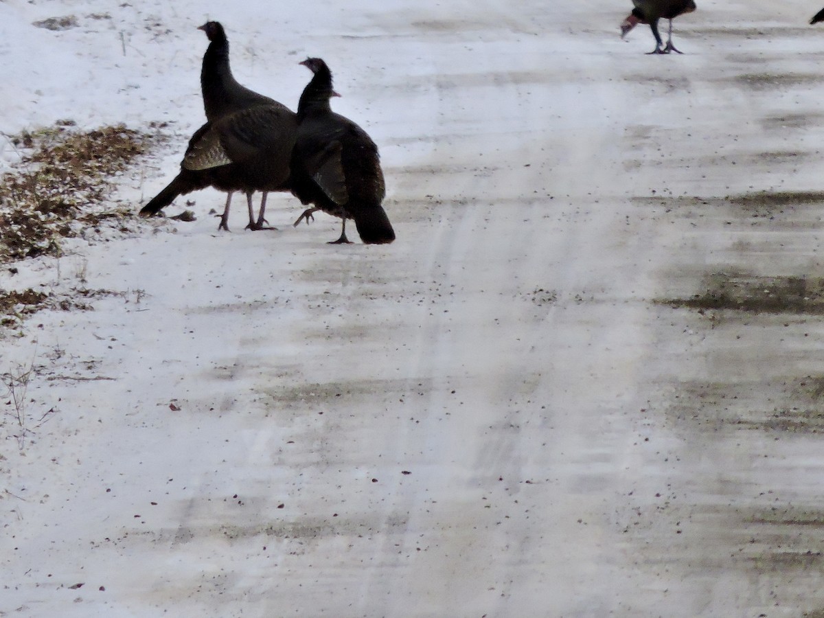 Truthuhn - ML646742150