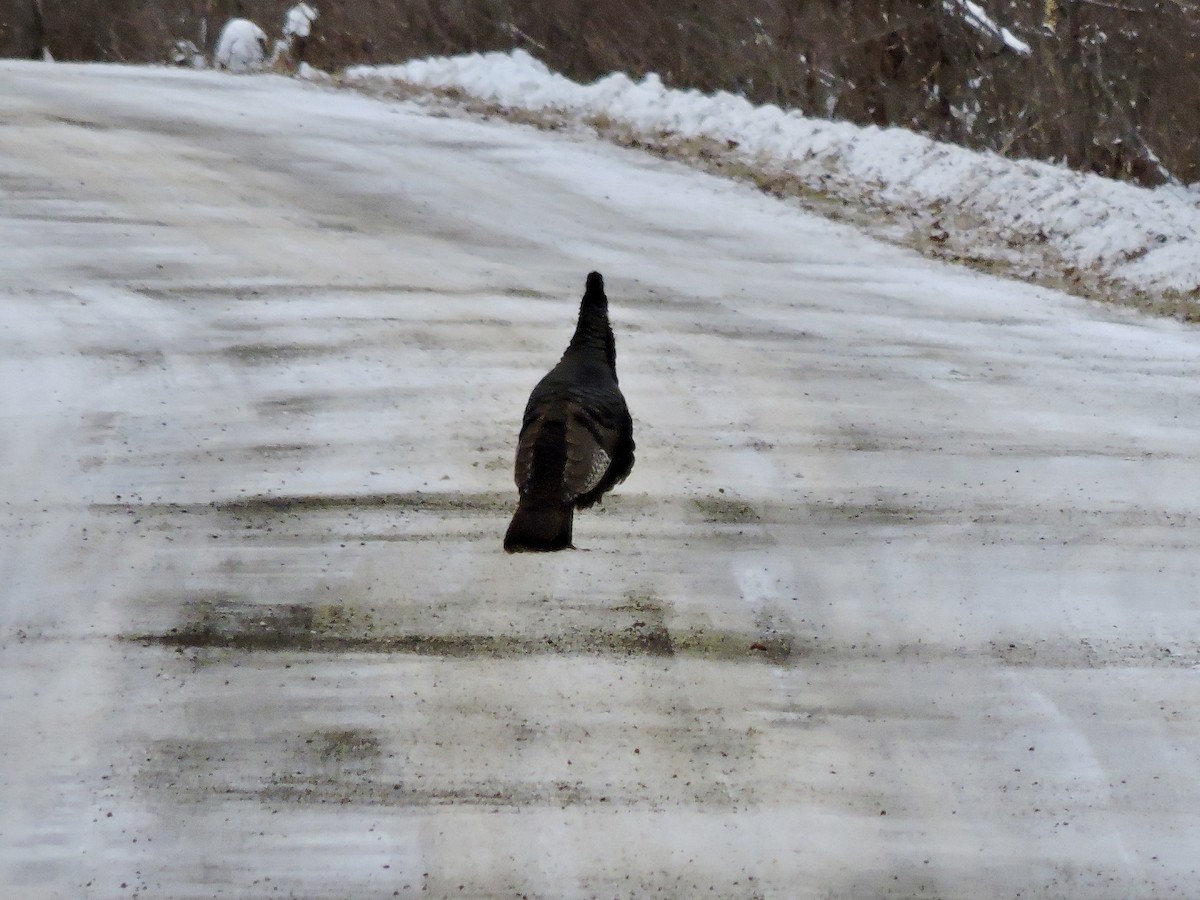 Truthuhn - ML646742151