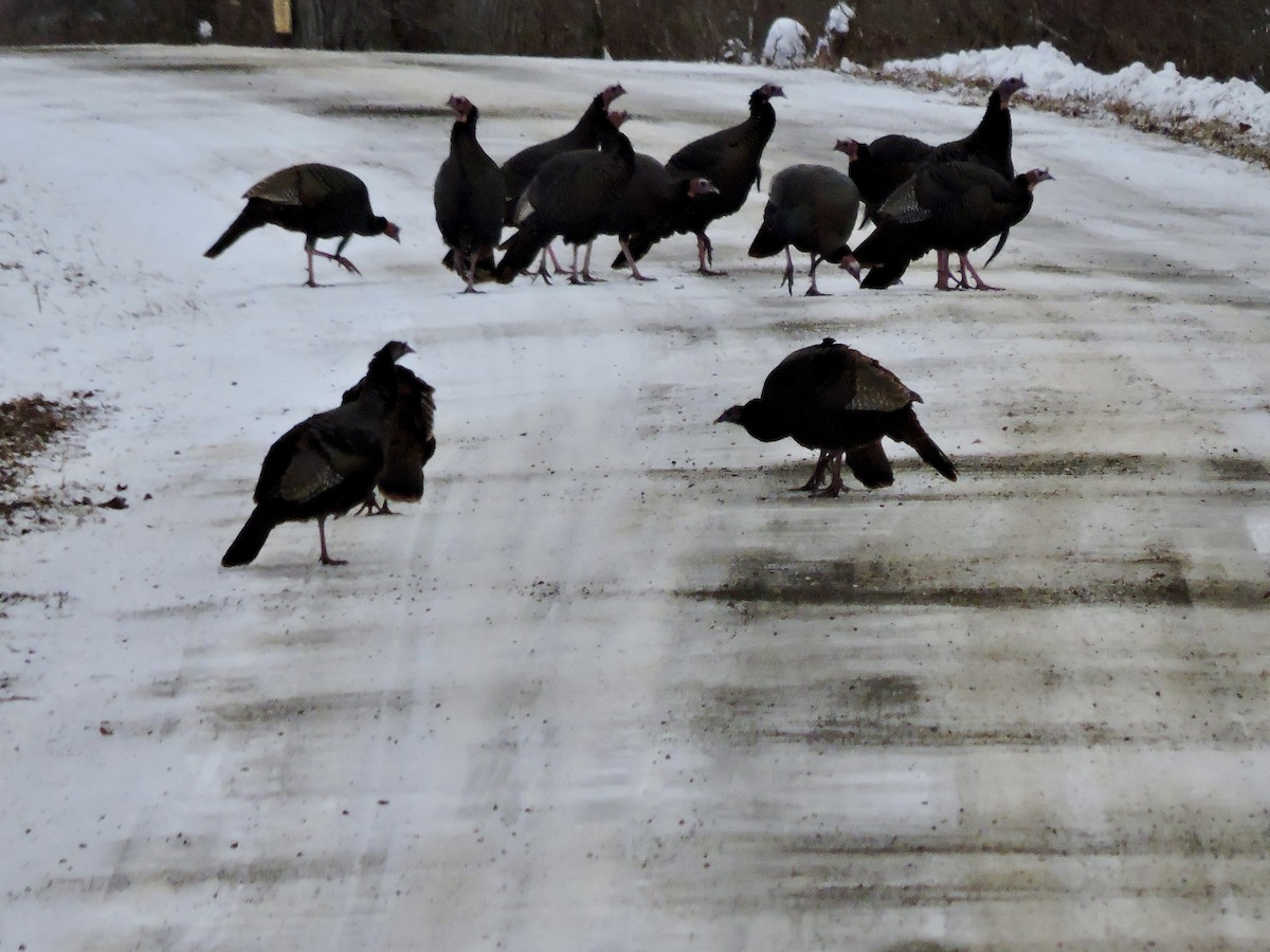 Truthuhn - ML646742152