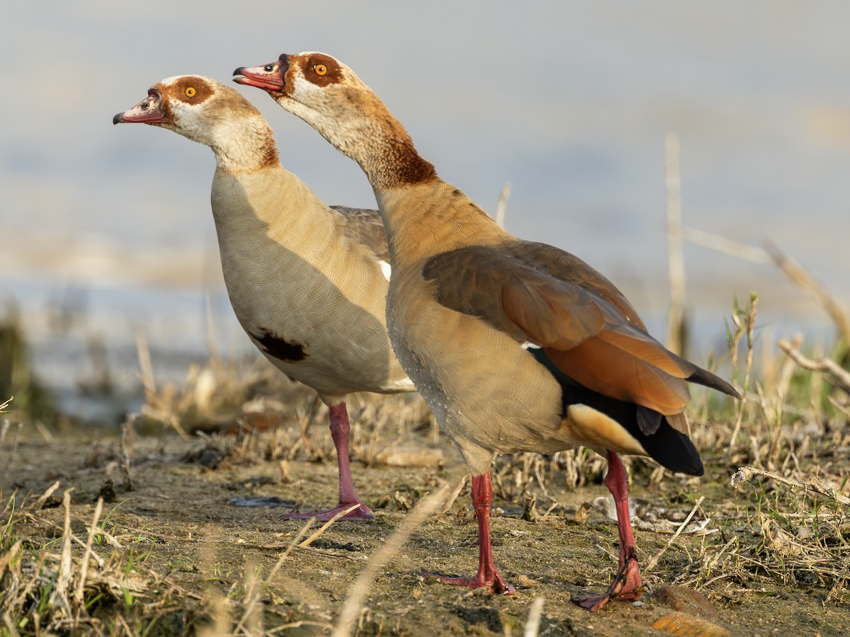Egyptian Goose - ML646742153