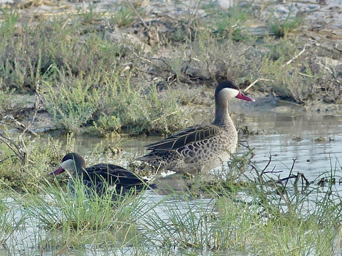 Red-billed Duck - ML646742154