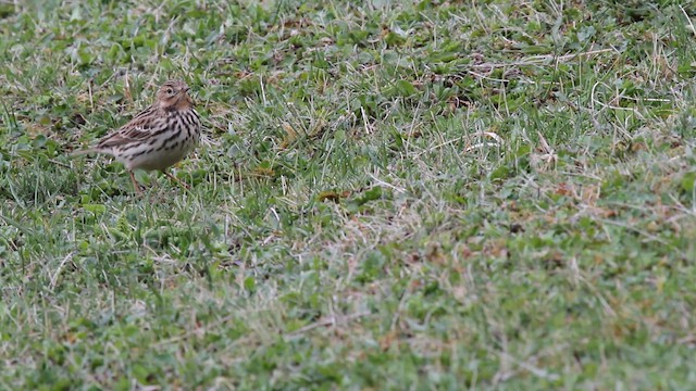 פפיון אדום-גרון - ML646742155