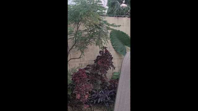 Long-billed Starthroat - ML646742156