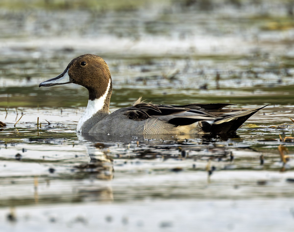 Northern Pintail - ML646742159