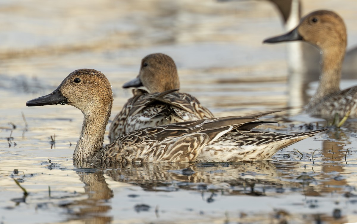 Northern Pintail - ML646742160