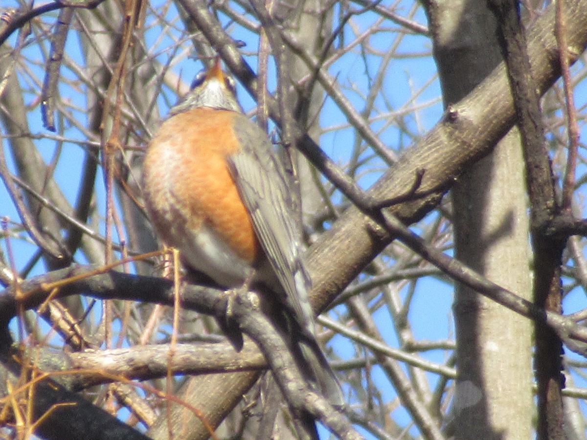 Merle d'Amérique - ML646742161