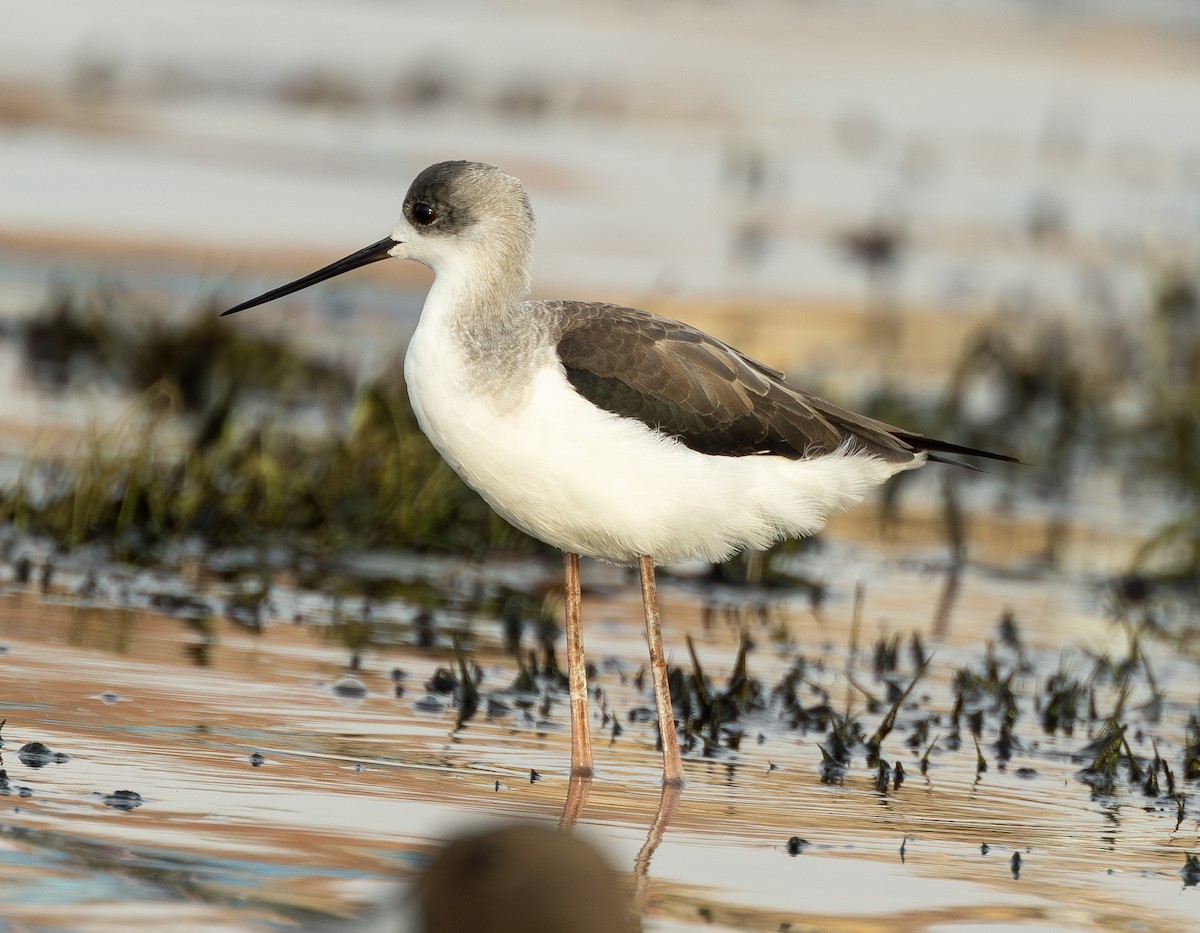 Zankaluze eurasiarra - ML646742171