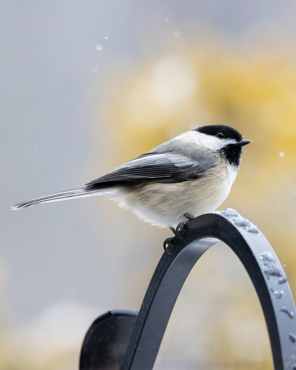 Black-capped Chickadee - ML646742174