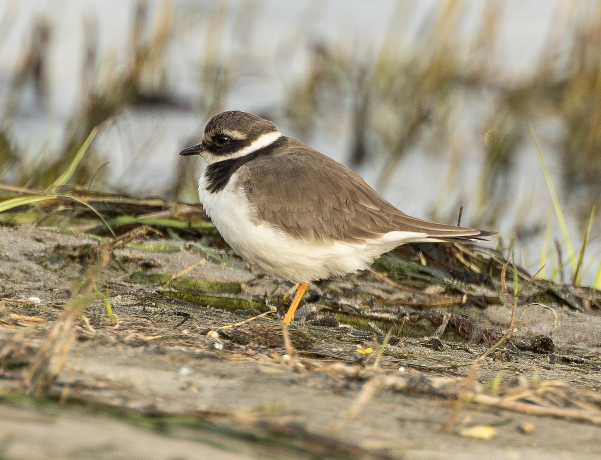 Common Ringed Plover - ML646742175