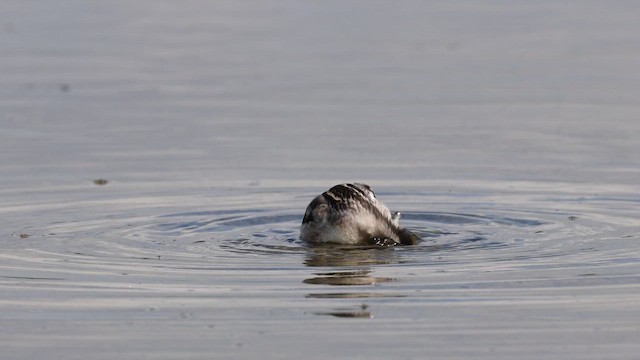שחיינית צרת-מקור - ML646742178