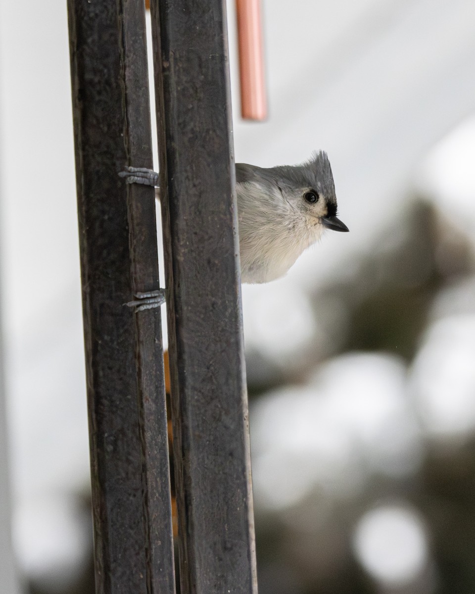Tufted Titmouse - ML646742179