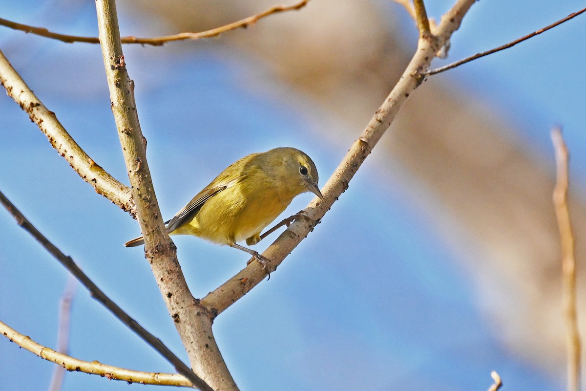 Orange-crowned Warbler - ML646742181