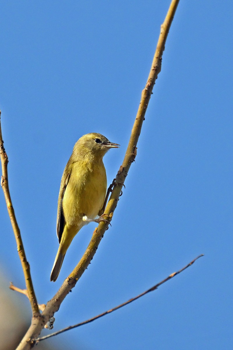 Orange-crowned Warbler - ML646742182