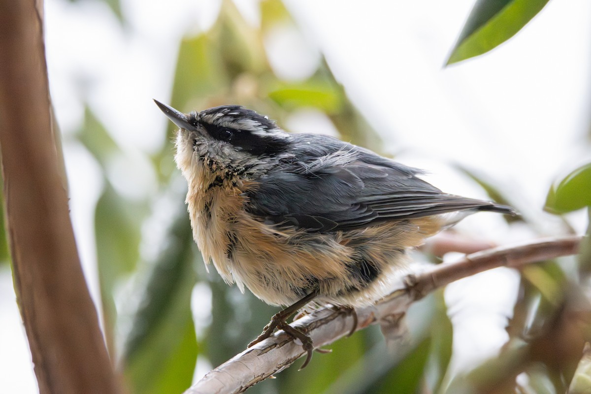Red-breasted Nuthatch - ML646742183