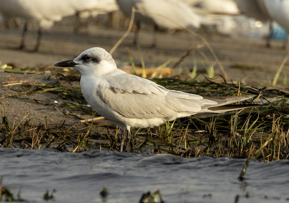 Gull-billed Tern - ML646742184