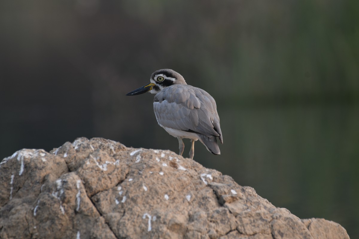 Great Thick-knee - ML646742185