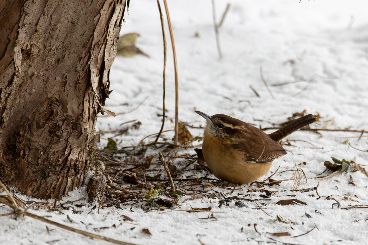 Carolina Wren - ML646742188