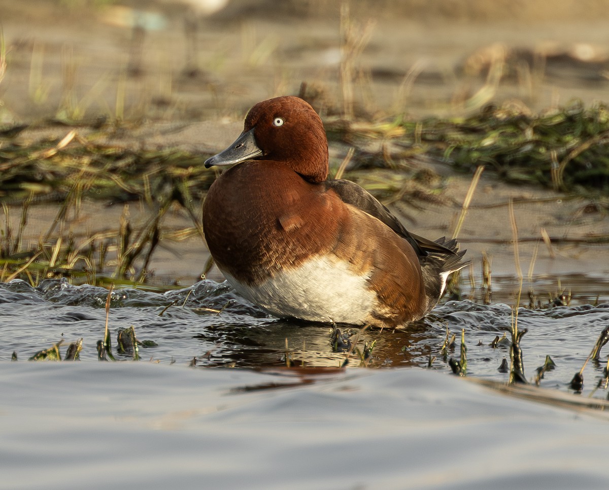 Ferruginous Duck - ML646742193