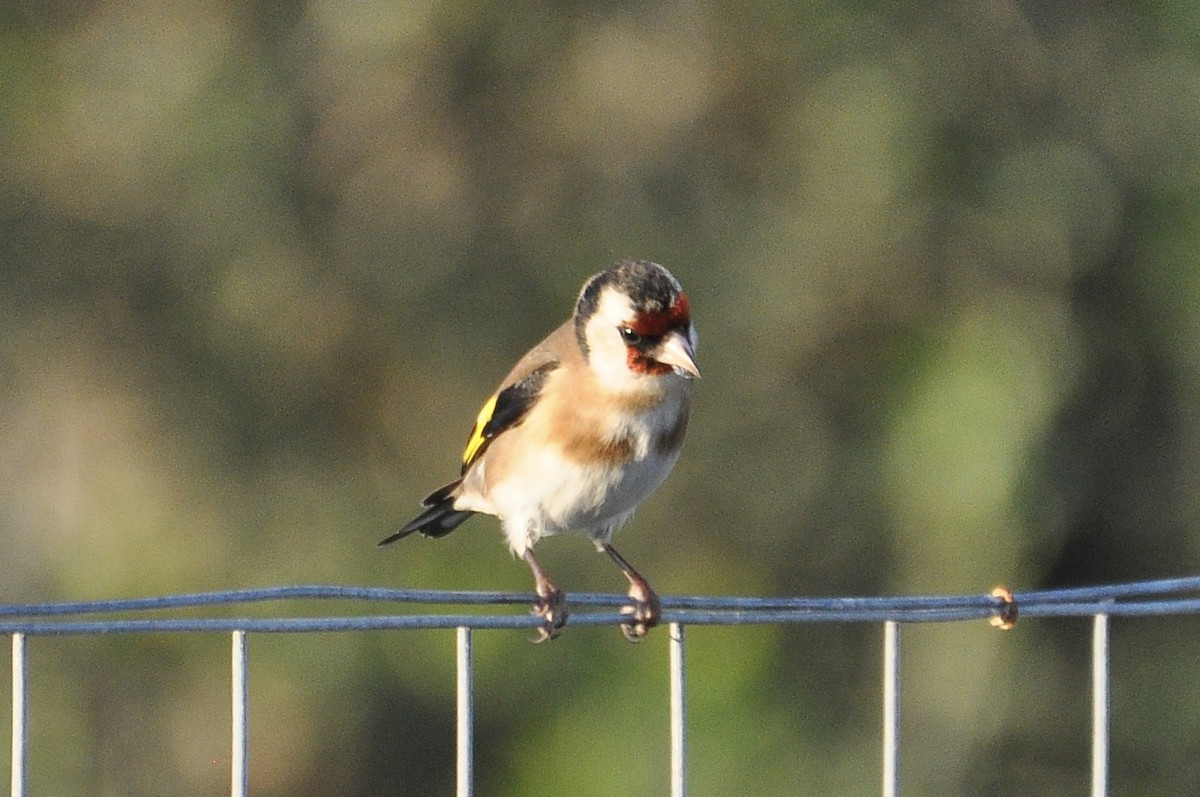 Щегол - ML646742194