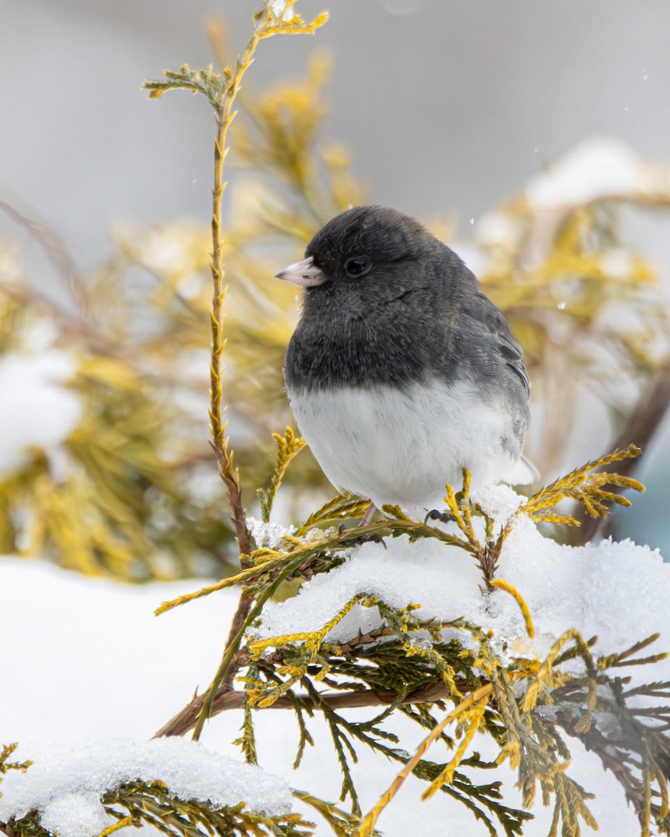 Dark-eyed Junco - ML646742196