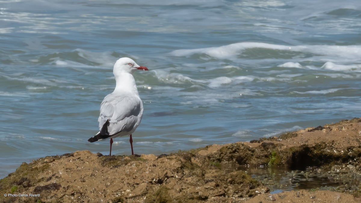 Silver Gull - ML646742197
