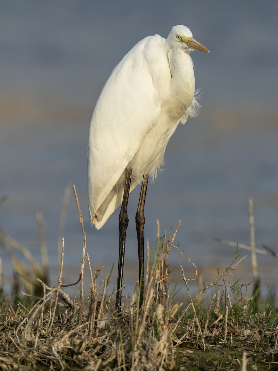 Great Egret - ML646742201