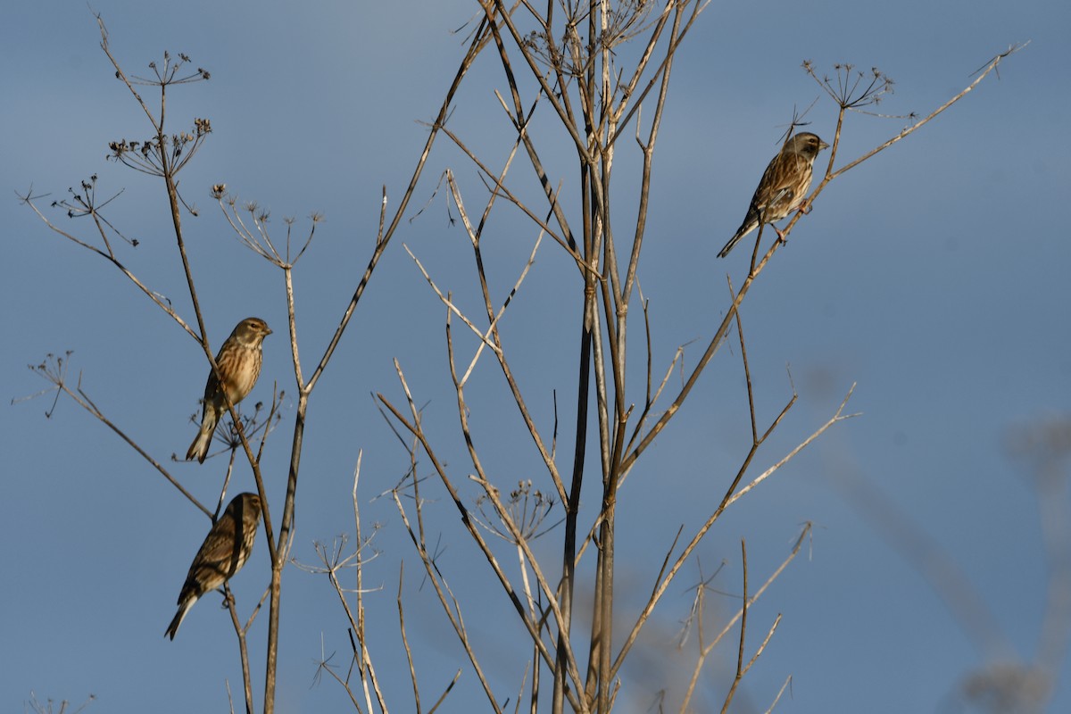Eurasian Linnet - ML646742202