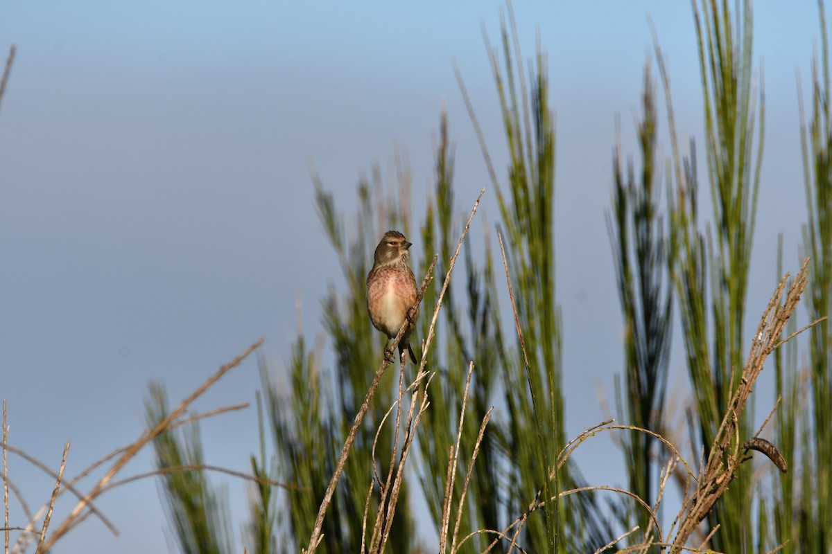 Eurasian Linnet - ML646742203