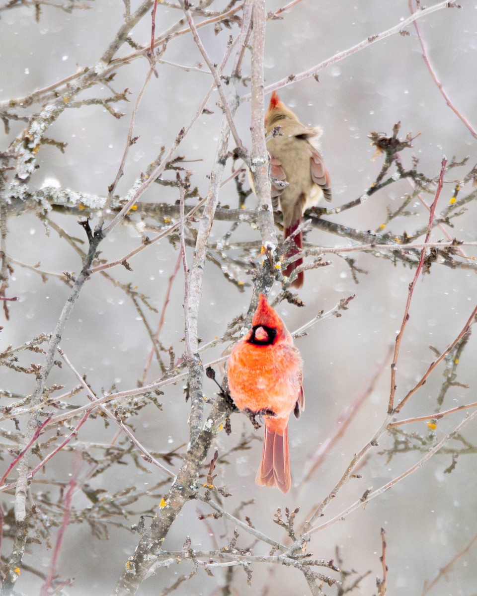 Northern Cardinal - ML646742204
