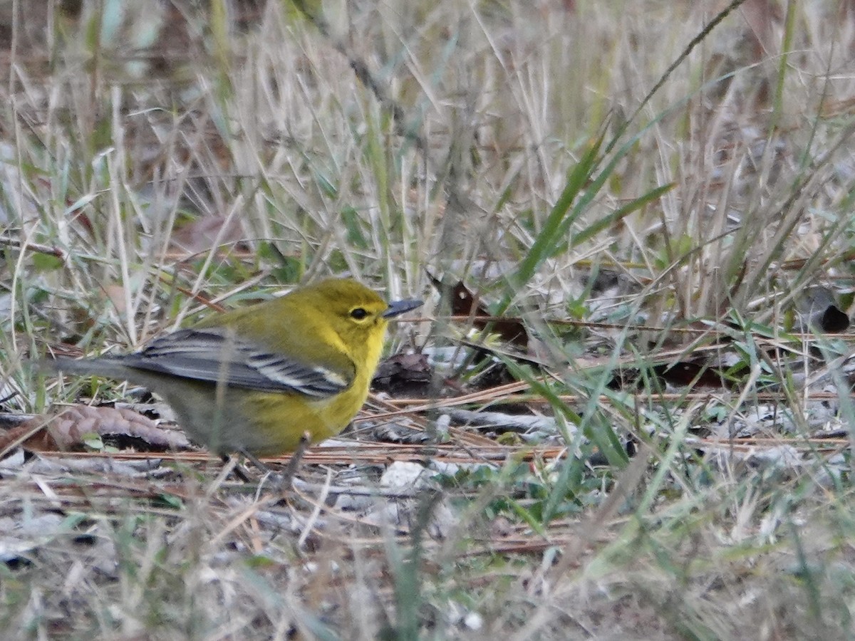 Pine Warbler - ML646742205