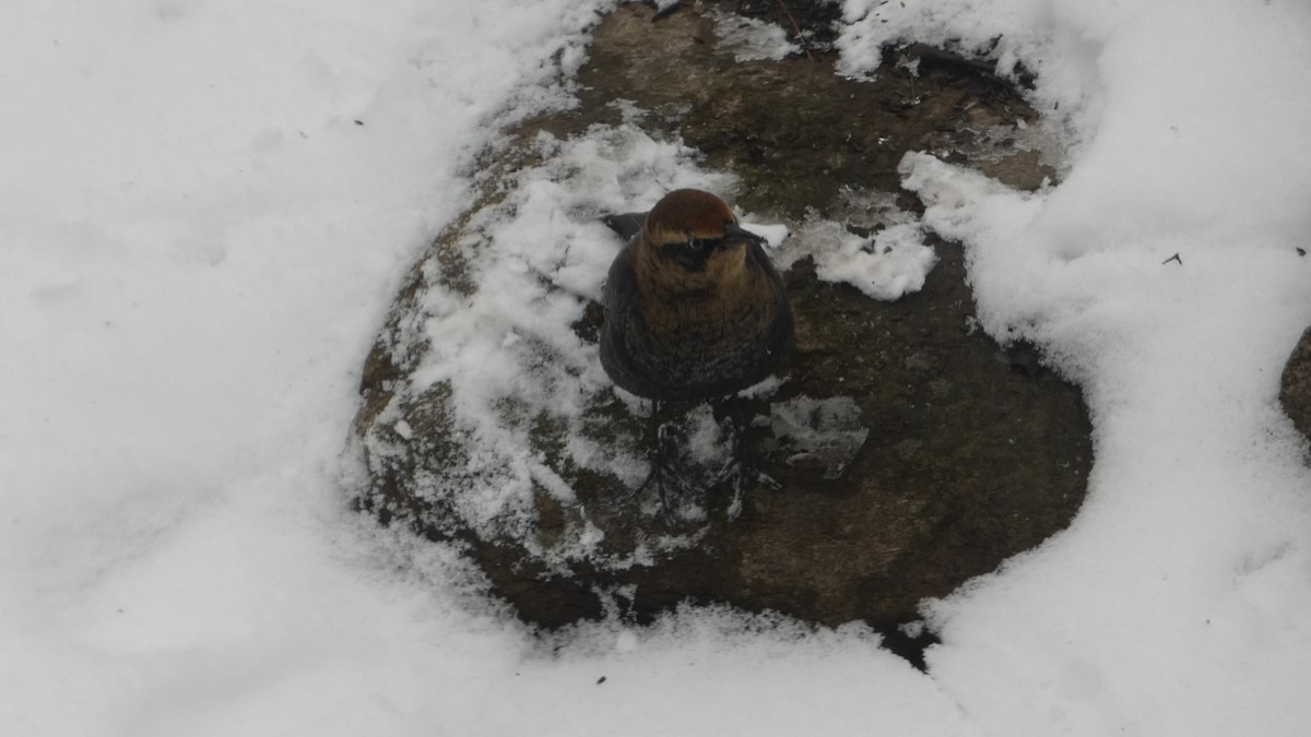 Rusty Blackbird - ML646742207