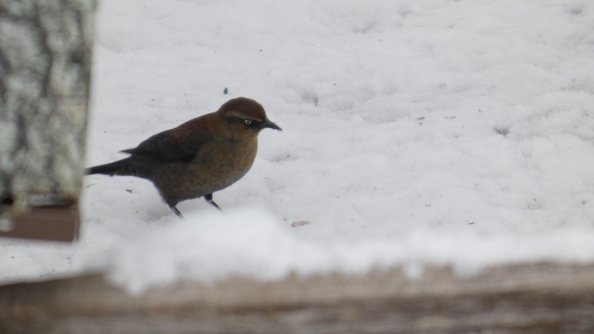 Rusty Blackbird - ML646742208