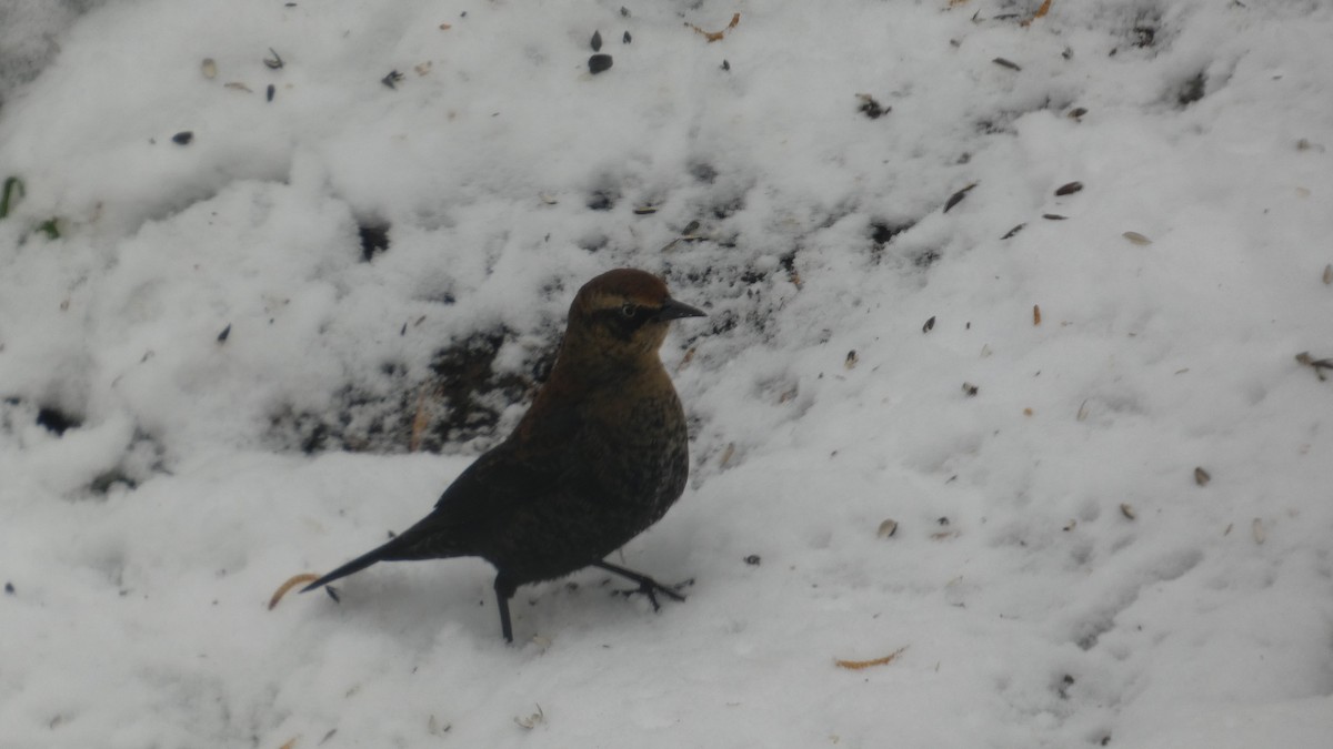 Rusty Blackbird - ML646742209