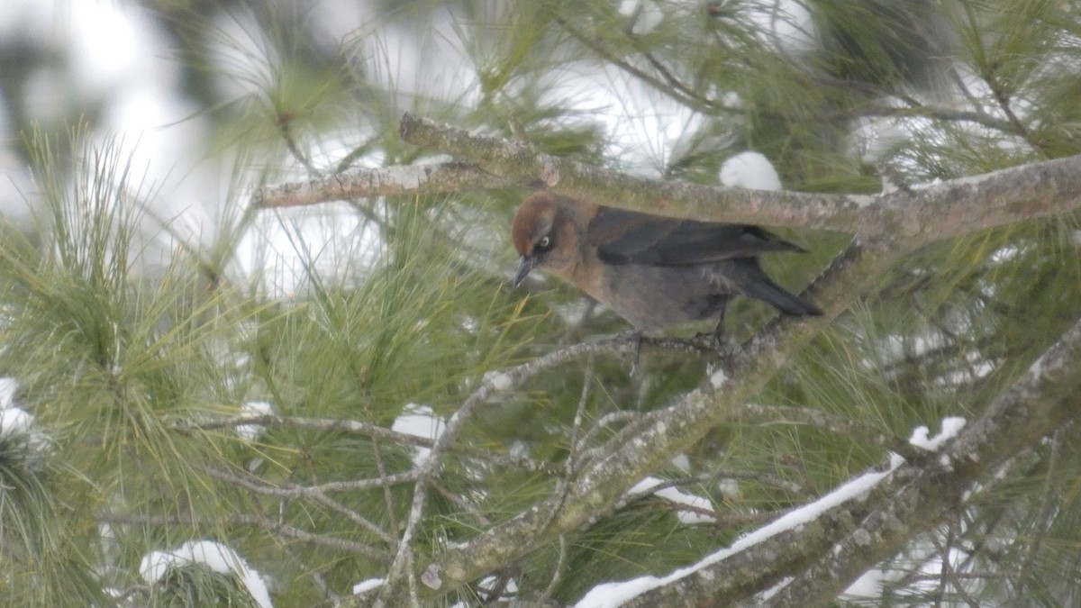 Rusty Blackbird - ML646742210
